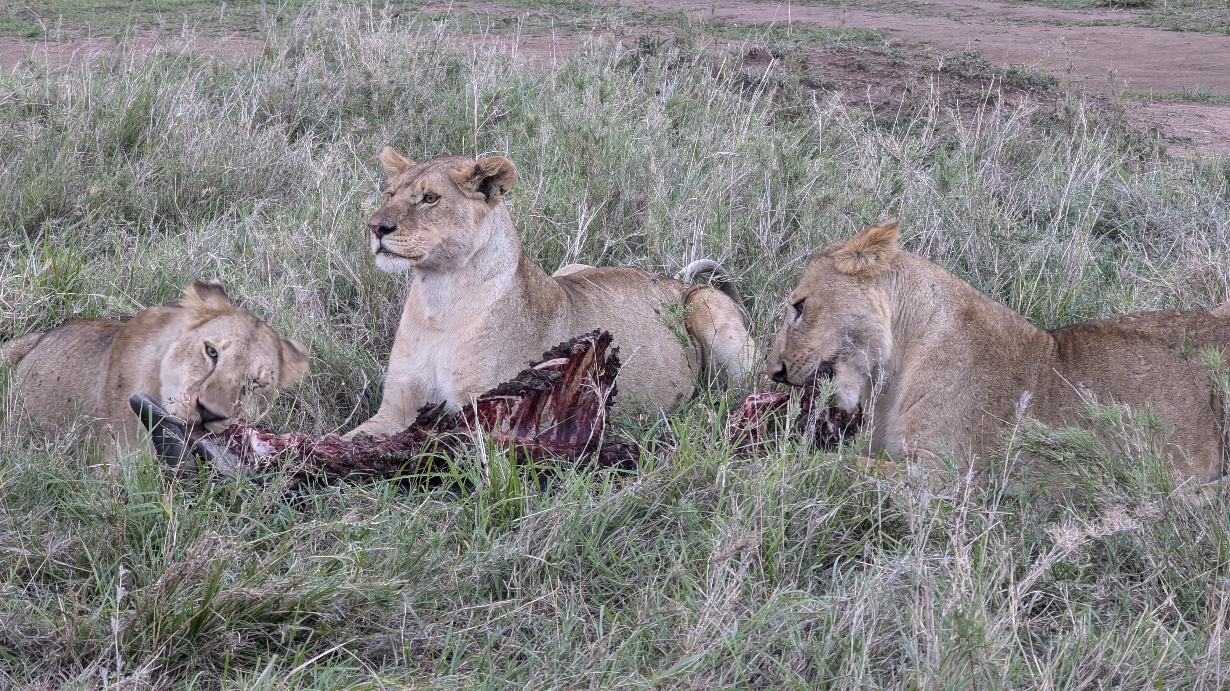 Northern Circuit Safari